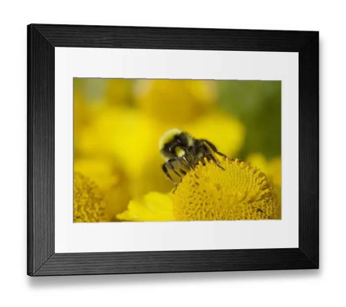 Framed Print : Early Bumblebee (Bombus pratorum) adult male, feeding on helenium flower, Essex, England, july Framed Print : Early Bumblebee (Bombus pratorum) adult male, feeding on helenium flower, Essex, England, july