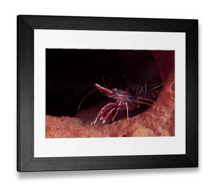Framed Print : Hingebeak Prawn (Rhynchocinetes durbanensis) adult, on reef, Seraya Beach Resort, Bali, Lesser Sunda Islands, Indonesia