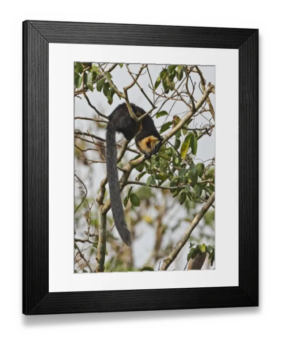 Framed Print : Black Giant Squirrel (Ratufa bicolor) adult, feeding on fruit in tree, Kaeng Krachan N. P. Thailand, november Framed Print : Black Giant Squirrel (Ratufa bicolor) adult, feeding on fruit in tree, Kaeng Krachan N. P. Thailand, november