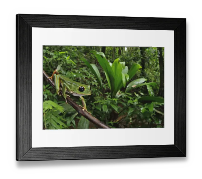Framed Print : Black-eyed Monkey Treefrog (Phyllomedusa camba) adult male, climbing along branch in forest habitat Framed Print : Black-eyed Monkey Treefrog (Phyllomedusa camba) adult male, climbing along branch in forest habitat