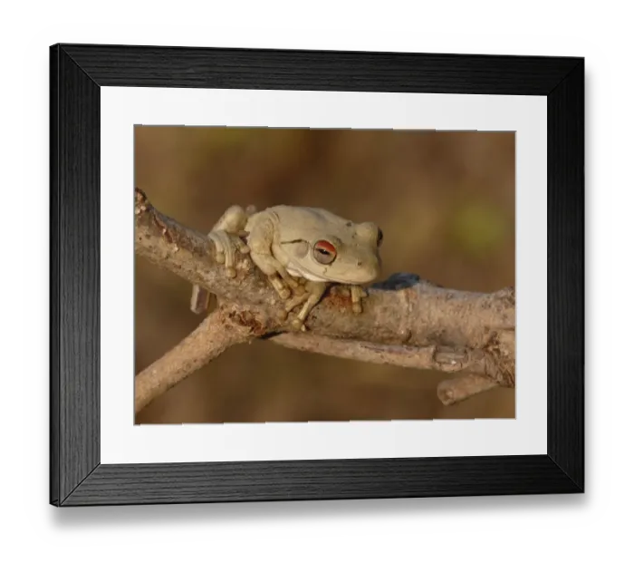 Framed Print : Roths Frog (Litoria rothii) adult, sitting on branch, Western Australia, Australia, september