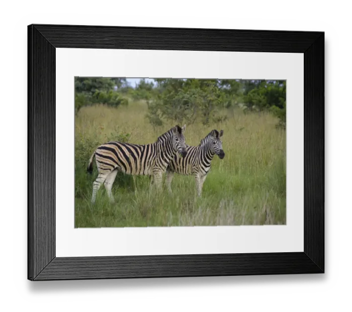 Framed Print : Burchells Zebra (Equus quagga burchellii) two adults, standing in long grass, Kruger N. P. Mpumalanga, South Africa Framed Print : Burchells Zebra (Equus quagga burchellii) two adults, standing in long grass, Kruger N. P. Mpumalanga, South Africa