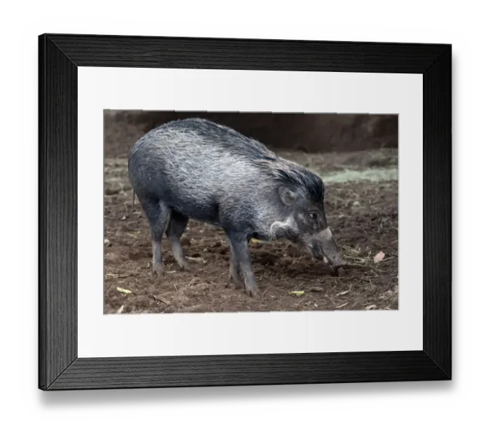 Framed Print : Visayan Warty Pig (Sus cebifrons) immature, standing on mud (captive) Framed Print : Visayan Warty Pig (Sus cebifrons) immature, standing on mud (captive)