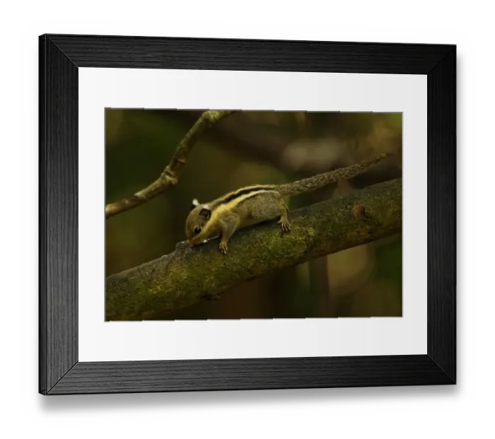 Framed Print : Himalayan Striped Squirrel (Tamiops mcclellandii) adult, licking moisture off branch, Kaeng Krachan N. P Framed Print : Himalayan Striped Squirrel (Tamiops mcclellandii) adult, licking moisture off branch, Kaeng Krachan N. P