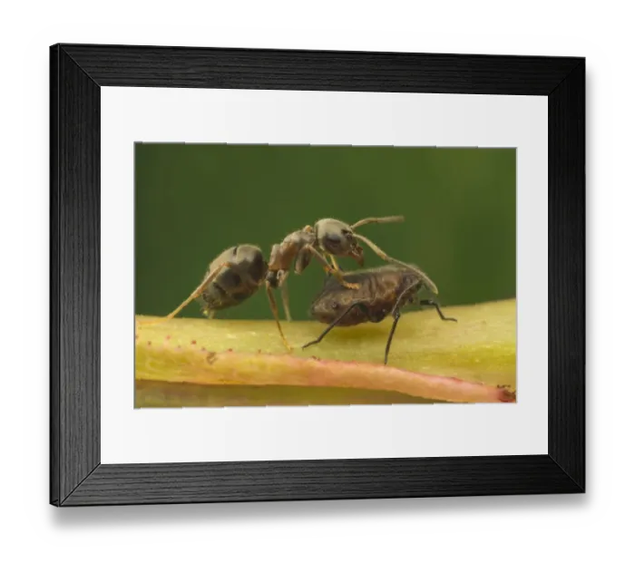 Framed Print : Black Garden Ant (Lasius niger) adult, trying to encourage aphid to secrete honeydew Framed Print : Black Garden Ant (Lasius niger) adult, trying to encourage aphid to secrete honeydew