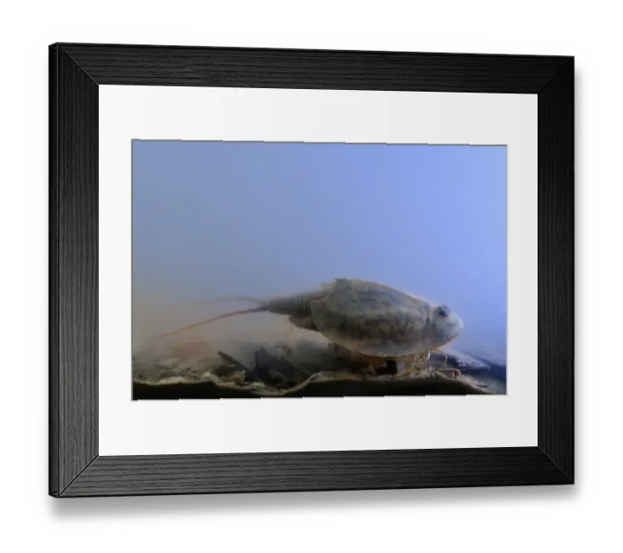Framed Print : Tadpole Shrimp (Triops cancriformis) adult, underwater in freshwater temporary pond, Italy, may Framed Print : Tadpole Shrimp (Triops cancriformis) adult, underwater in freshwater temporary pond, Italy, may