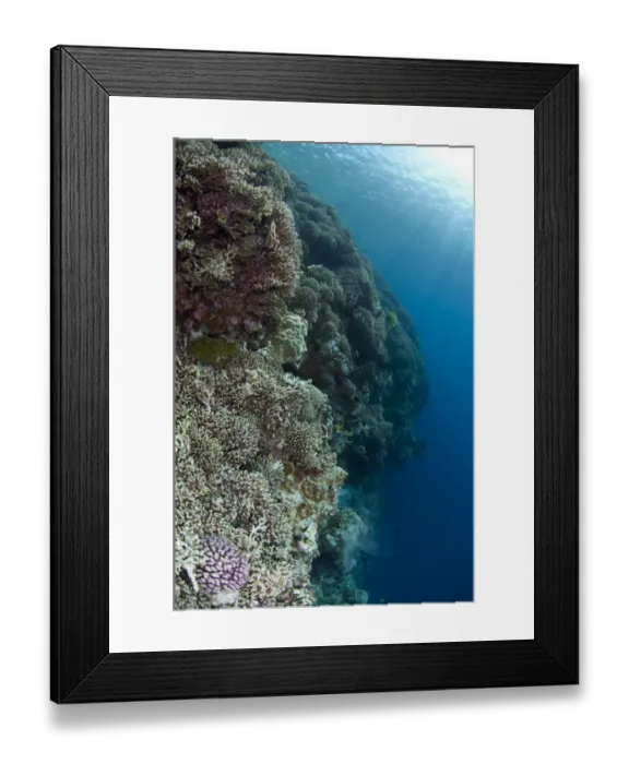 Framed Print : Staghorn Coral (Acropora sp. ) on reef habitat, Bingkudu Island, Penyu Islands, Maluku Islands, Banda Sea, Indonesia