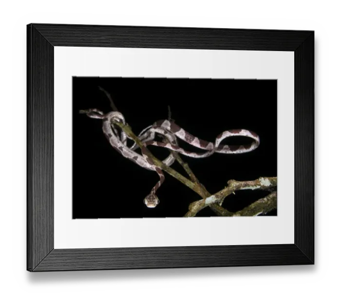 Framed Print : Blunt-headed Tree Snake (Imantodes cenchoa) adult, hunting amongst branches at night, Los Amigos Biological Station Framed Print : Blunt-headed Tree Snake (Imantodes cenchoa) adult, hunting amongst branches at night, Los Amigos Biological Station