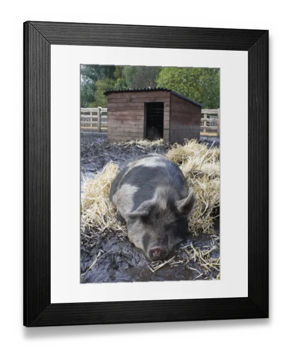 Framed Print : Domestic Pig, Kune Kune, sow, sleeping on straw in muddy paddock near shelter, Norfolk, England, september Framed Print : Domestic Pig, Kune Kune, sow, sleeping on straw in muddy paddock near shelter, Norfolk, England, september