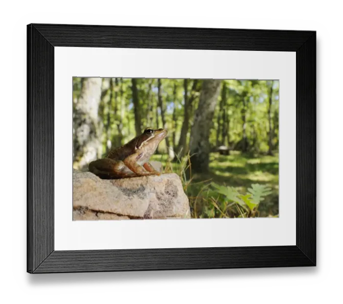 Framed Print : Iberian Frog (Rana iberica) adult, sitting on rock in woodland habitat, Spain, september Framed Print : Iberian Frog (Rana iberica) adult, sitting on rock in woodland habitat, Spain, september