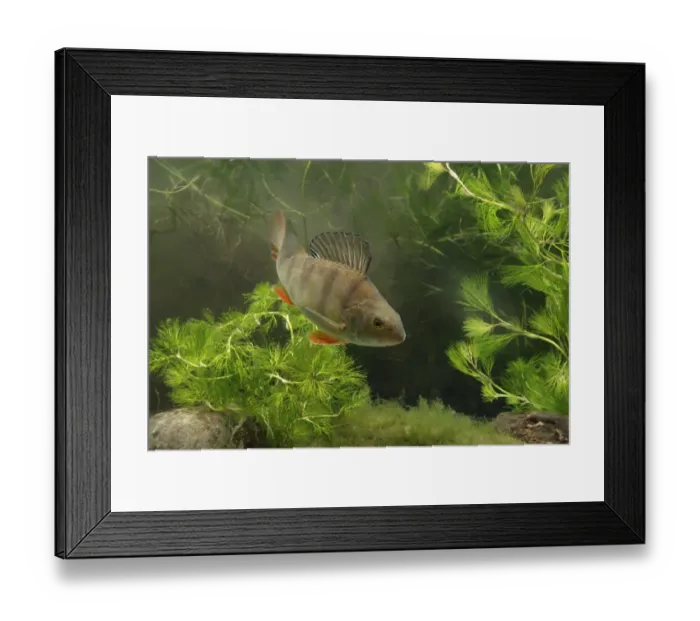 Framed Print : Perch (Perca fluviatilis) adult, swimming, Midlands, England, september (captive)