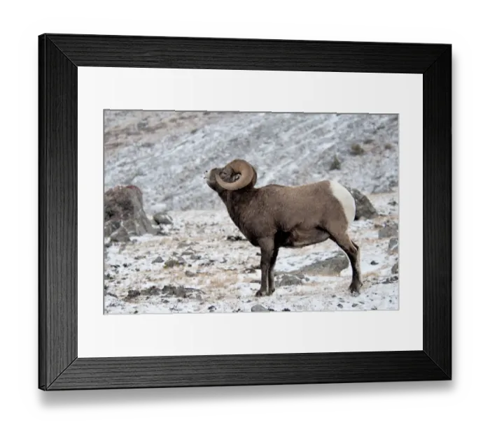 Framed Print : Bighorn Sheep (Ovis canadensis) adult male, in flehmen response, standing in snow, Jasper N. P. Alberta, Canada, october Framed Print : Bighorn Sheep (Ovis canadensis) adult male, in flehmen response, standing in snow, Jasper N. P. Alberta, Canada, october