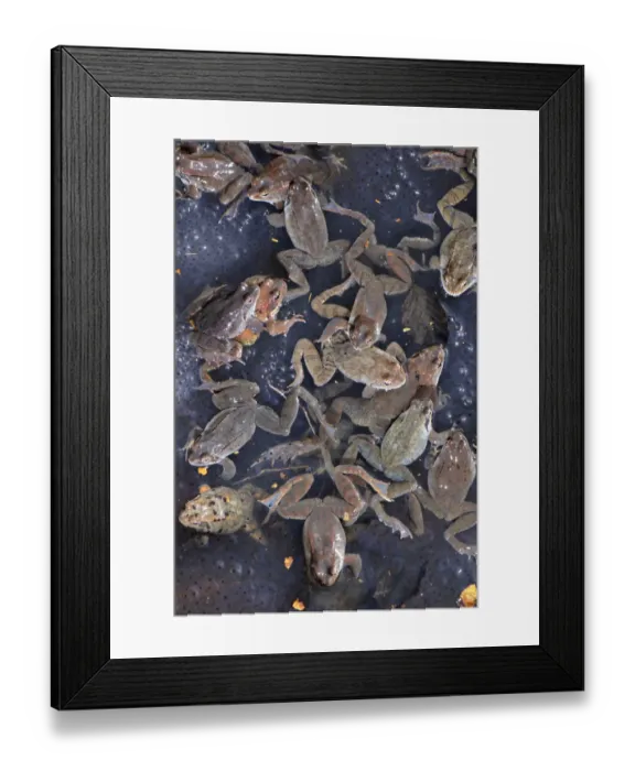 Framed Print : Common Frog (Rana temporaria) adult males and females, group amongst spawn in montane pool during breeding season Framed Print : Common Frog (Rana temporaria) adult males and females, group amongst spawn in montane pool during breeding season