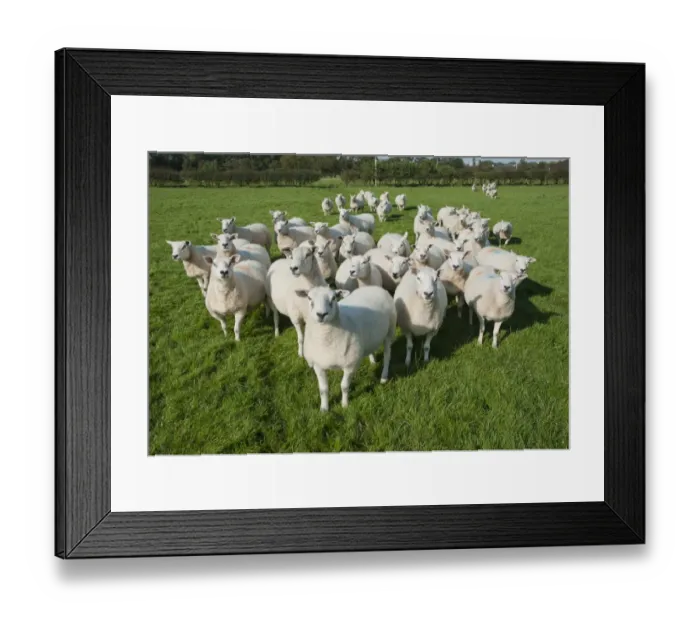 Framed Print : Domestic Sheep, Texel cross ewes, flock standing in pasture, Preston, Lancashire, England, september
