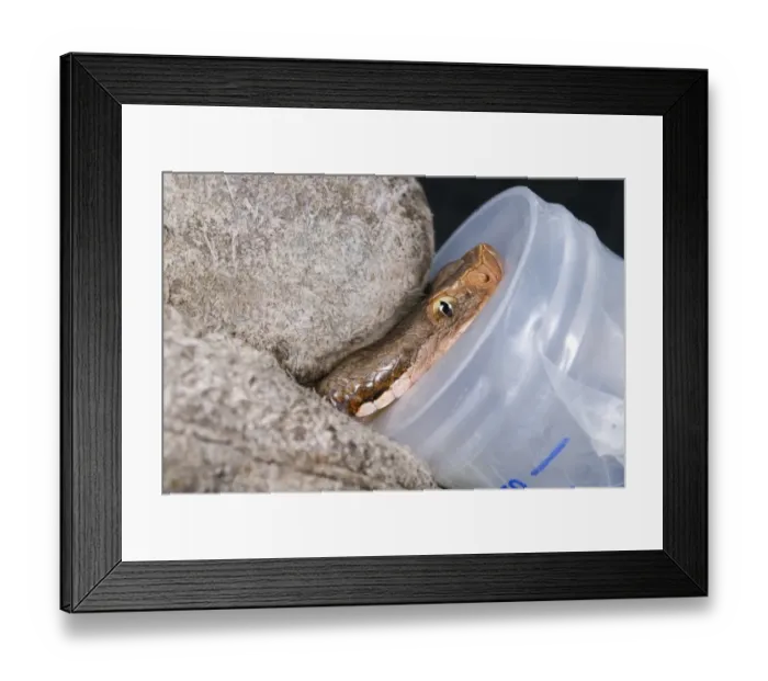 Framed Print : Asp Viper (Vipera aspis) adult, having venom extracted for research, Italy Framed Print : Asp Viper (Vipera aspis) adult, having venom extracted for research, Italy