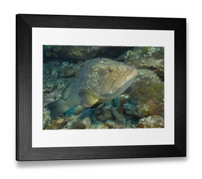 Framed Print : Dusky Grouper (Epinephelus marginatus) adult, swimming, Parc National de Port-Cros, Port-Cros Island, France
