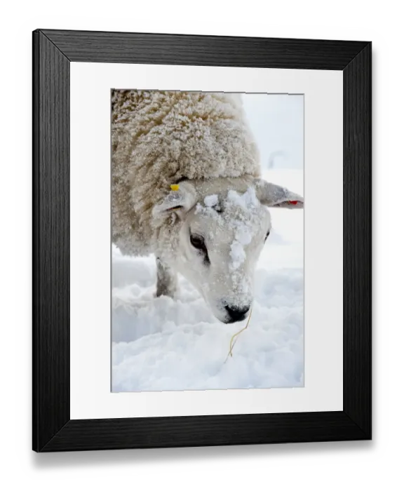 Framed Print : Domestic Sheep, Texel, adult, close-up of head, in snow covered pasture, England, november Framed Print : Domestic Sheep, Texel, adult, close-up of head, in snow covered pasture, England, november
