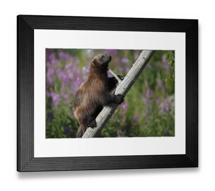 Framed Print : Wolverine (Gulo gulo) adult, climbing dead tree, Finland, july Framed Print : Wolverine (Gulo gulo) adult, climbing dead tree, Finland, july