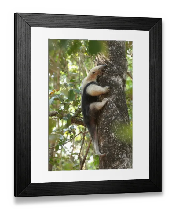 Framed Print : Southern Tamandua (Tamandua tetradactyla) adult, climbing tree trunk, Pouso Alegre, Mato Grosso, Brazil, september Framed Print : Southern Tamandua (Tamandua tetradactyla) adult, climbing tree trunk, Pouso Alegre, Mato Grosso, Brazil, september