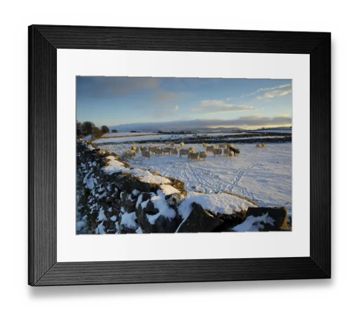 Framed Print : Domestic Sheep, flock, standing on snow covered pasture with drystone walls in late afternoon sunlight, Orton, Cumbria Framed Print : Domestic Sheep, flock, standing on snow covered pasture with drystone walls in late afternoon sunlight, Orton, Cumbria