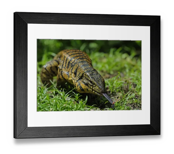 Framed Print : Common Tegu (Tupinambis teguixin) adult, flicking forked tongue, walking, Trinidad, Trinidad and Tobago Framed Print : Common Tegu (Tupinambis teguixin) adult, flicking forked tongue, walking, Trinidad, Trinidad and Tobago