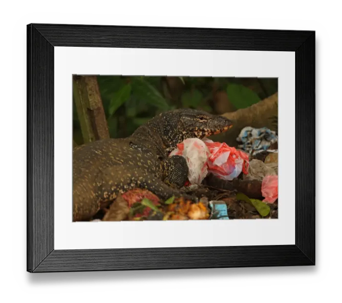 Framed Print : Asian Water Monitor (Varanus salvator salvator) Kabaragoya, adult, scavenging on rubbish dump, Sri Lanka, december Framed Print : Asian Water Monitor (Varanus salvator salvator) Kabaragoya, adult, scavenging on rubbish dump, Sri Lanka, december