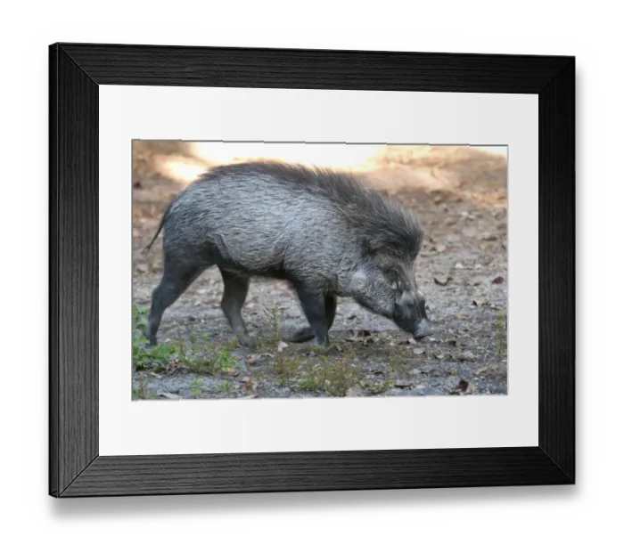 Framed Print : Visayan Warty Pig (Sus cebifrons) adult, walking (captive)