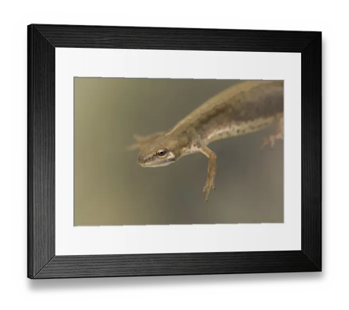 Framed Print : Smooth Newt (Lissotriton vulgaris) adult female, close-up of head and front legs, underwater in dew pond, Lathkil Dale Framed Print : Smooth Newt (Lissotriton vulgaris) adult female, close-up of head and front legs, underwater in dew pond, Lathkil Dale
