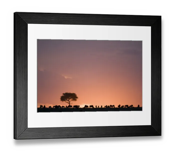 Framed Print : Blue Wildebeest (Connochaetus taurinus) herd, grazing, silhouetted at sunset, Masai Mara National Reserve, Kenya Framed Print : Blue Wildebeest (Connochaetus taurinus) herd, grazing, silhouetted at sunset, Masai Mara National Reserve, Kenya