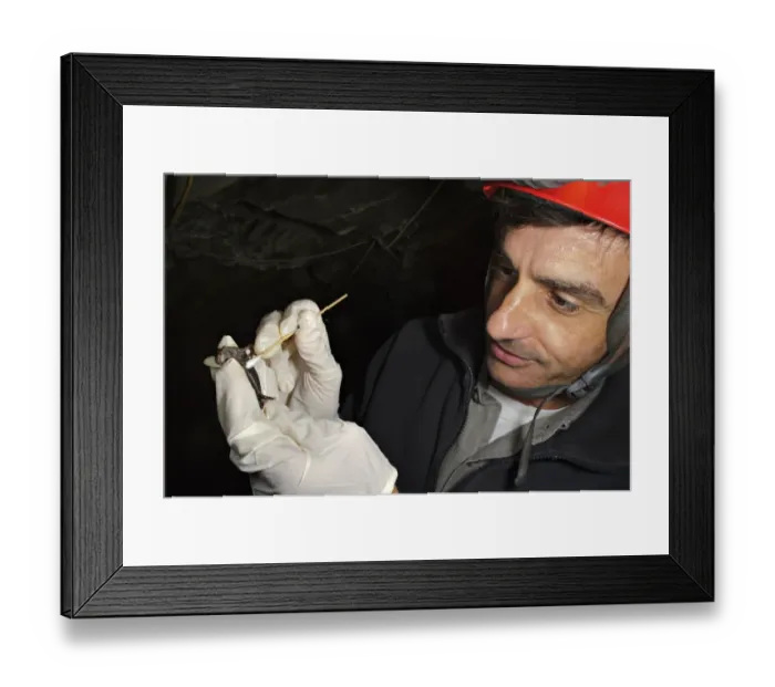 Framed Print : Strinatis Cave Salamander (Speleomantes strinatii) adult, being swabbed by herpetologist during chitrid fungus survey Framed Print : Strinatis Cave Salamander (Speleomantes strinatii) adult, being swabbed by herpetologist during chitrid fungus survey