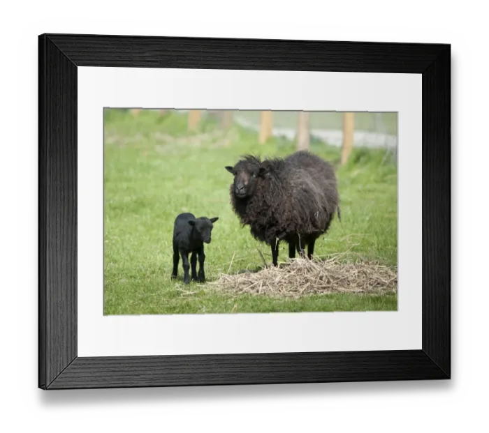 Framed Print : Domestic Sheep, Ouessant ewe with lamb, standing in pasture, Chipping, Lancashire, England, may