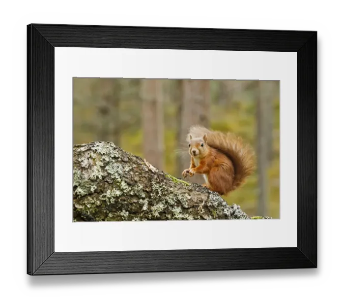 Framed Print : Eurasian Red Squirrel (Sciurus vulgaris) adult, sitting on branch in pine forest, Scotland, october