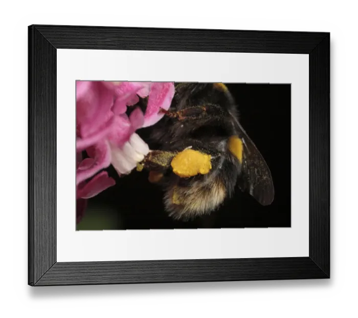 Framed Print : Bumblebee (Apidae sp. ) adult, close-up of full pollen sac, hind legs used to comb pollen into pollen sacs after Framed Print : Bumblebee (Apidae sp. ) adult, close-up of full pollen sac, hind legs used to comb pollen into pollen sacs after