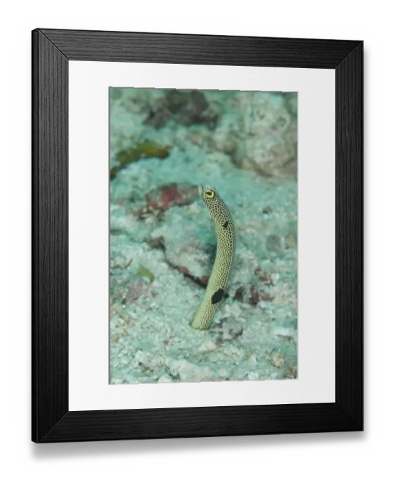 Framed Print : Spotted Garden Eel (Heteroconger hassi) adult, emerging from burrow, Sipadan Island, Sabah, Borneo, Malaysia Framed Print : Spotted Garden Eel (Heteroconger hassi) adult, emerging from burrow, Sipadan Island, Sabah, Borneo, Malaysia