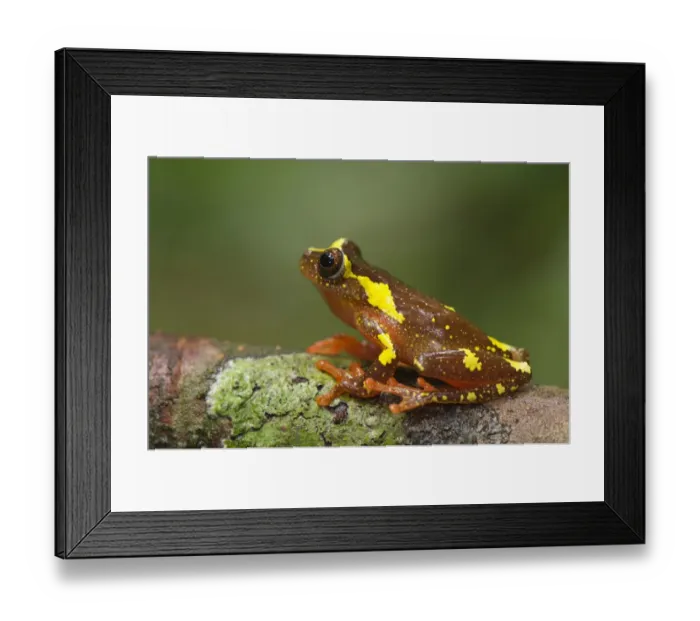 Framed Print : Shreves Sarayacu Treefrog (Dendropsophus sarayacuensis) adult male, sitting on branch, Los Amigos Biological Station Framed Print : Shreves Sarayacu Treefrog (Dendropsophus sarayacuensis) adult male, sitting on branch, Los Amigos Biological Station