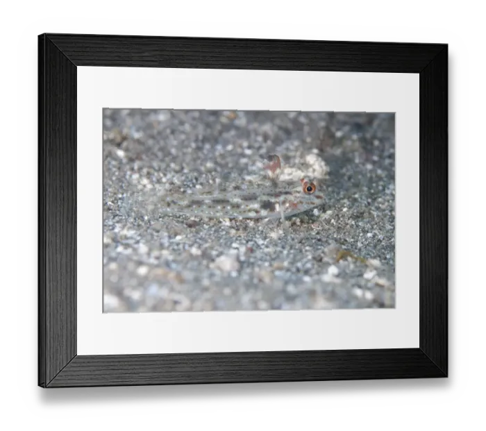 Framed Print : Signalfin Goby (Coryphopterus signipinnis) adult, resting on sand, Bulaken, Seraya, Bali, Lesser Sunda Islands Framed Print : Signalfin Goby (Coryphopterus signipinnis) adult, resting on sand, Bulaken, Seraya, Bali, Lesser Sunda Islands