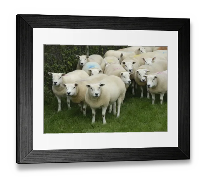 Framed Print : Domestic Sheep, Texel ewes, flock standing in pasture, Anglesey, Wales, october