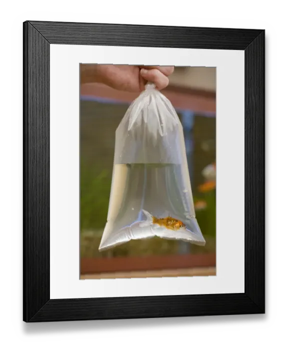 Framed Print : Goldfish (Carassius auratus) Shubunkin, adult, in plastic bag, introducing to fishtank, England Framed Print : Goldfish (Carassius auratus) Shubunkin, adult, in plastic bag, introducing to fishtank, England