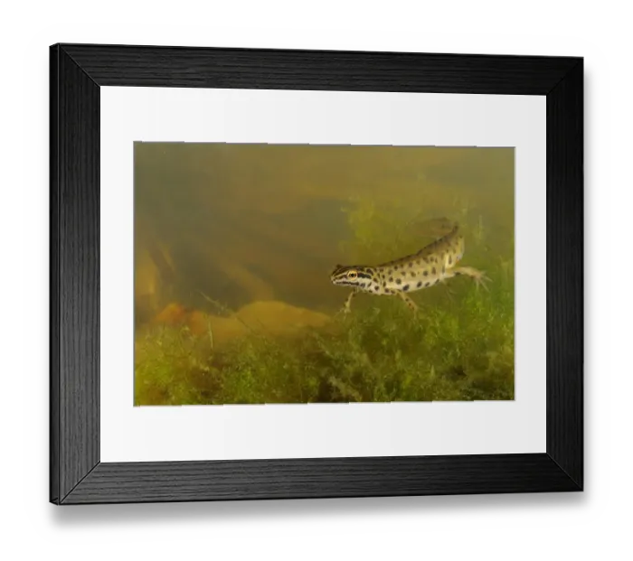 Framed Print : Smooth Newt (Lissotriton vulgaris) adult male, underwater, Italy, june Framed Print : Smooth Newt (Lissotriton vulgaris) adult male, underwater, Italy, june