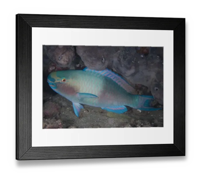 Framed Print : Bleekers Parrotfish (Chlorurus bleekeri) adult, in reef at night, Tutuntute, Wetar Island, Barat Daya Islands Framed Print : Bleekers Parrotfish (Chlorurus bleekeri) adult, in reef at night, Tutuntute, Wetar Island, Barat Daya Islands