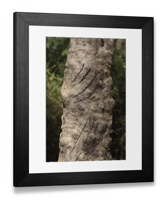 Framed Print : Indian Tiger (Panthera tigris tigris) scratch marks on tree trunk, Kanha N. P. Madhya Pradesh, India, november Framed Print : Indian Tiger (Panthera tigris tigris) scratch marks on tree trunk, Kanha N. P. Madhya Pradesh, India, november