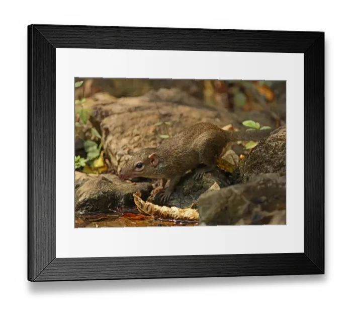 Framed Print : Northern Treeshrew (Tupaia belangeri) adult, drinking from forest pool, Kaeng Krachan N. P. Thailand, february Framed Print : Northern Treeshrew (Tupaia belangeri) adult, drinking from forest pool, Kaeng Krachan N. P. Thailand, february