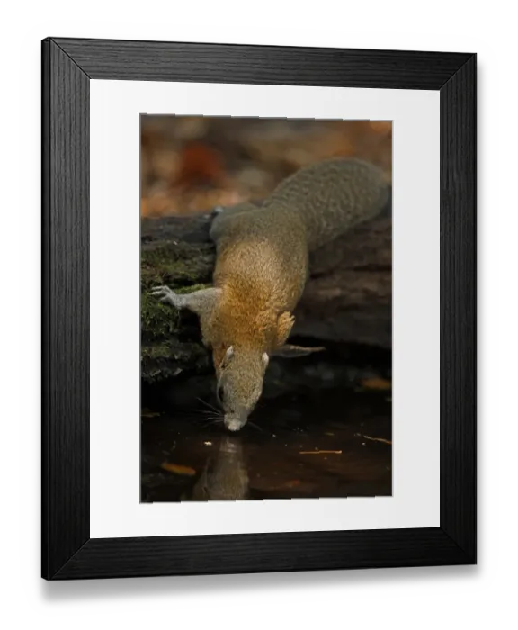 Framed Print : Grey-bellied Squirrel (Callosciurus caniceps) adult, drinking from forest pool, Kaeng Krachan N. P. Thailand, february Framed Print : Grey-bellied Squirrel (Callosciurus caniceps) adult, drinking from forest pool, Kaeng Krachan N. P. Thailand, february