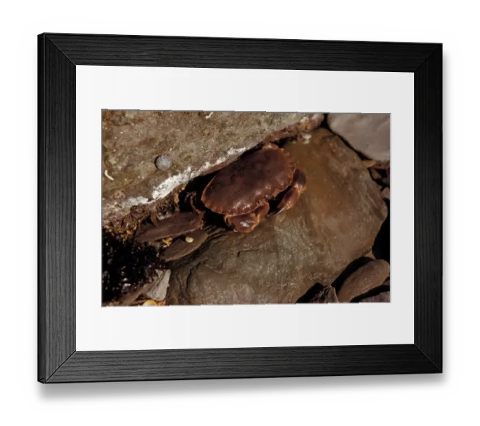 Framed Print : Crab - Edible (Cancer pagurus) Young crab on shore at low tide / found in rock crevices Framed Print : Crab - Edible (Cancer pagurus) Young crab on shore at low tide / found in rock crevices