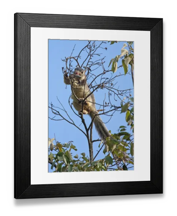 Framed Print : Grizzled Giant Squirrel (Ratufa macroura) adult, feeding on fruit in tree, Sri Lanka, december Framed Print : Grizzled Giant Squirrel (Ratufa macroura) adult, feeding on fruit in tree, Sri Lanka, december