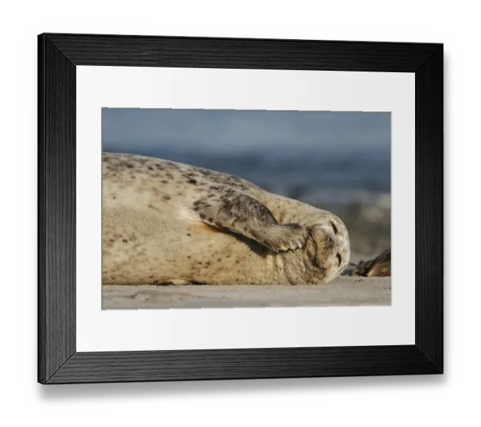 Framed Print : Common Seal (Phoca vitulina) adult, resting on beach, Heligoland, Schleswig-Holstein, Germany, may Framed Print : Common Seal (Phoca vitulina) adult, resting on beach, Heligoland, Schleswig-Holstein, Germany, may