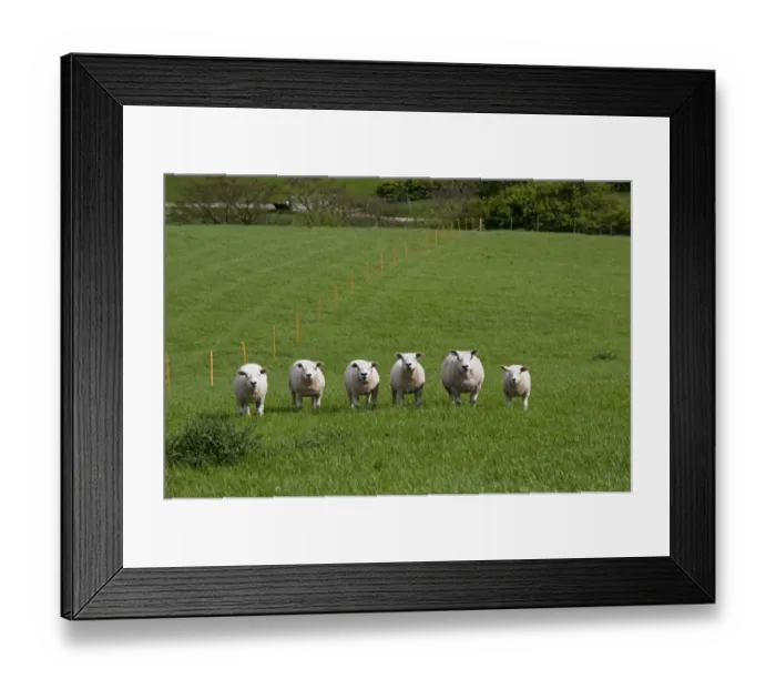 Framed Print : Domestic Sheep, Texel, ewes with lambs, standing in pasture near electric fence, England, may Framed Print : Domestic Sheep, Texel, ewes with lambs, standing in pasture near electric fence, England, may