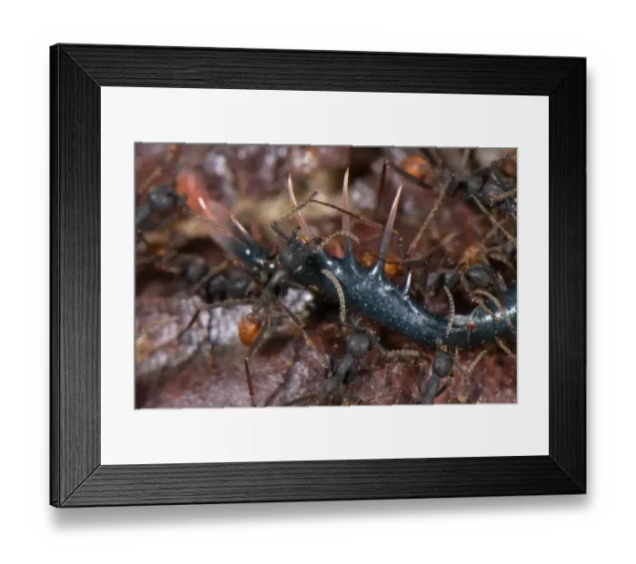 Framed Print : Army Ant (Eciton burchellii) adult workers, group preying on Tailless Whip Scorpion (Amblypygi sp. ) Framed Print : Army Ant (Eciton burchellii) adult workers, group preying on Tailless Whip Scorpion (Amblypygi sp. )