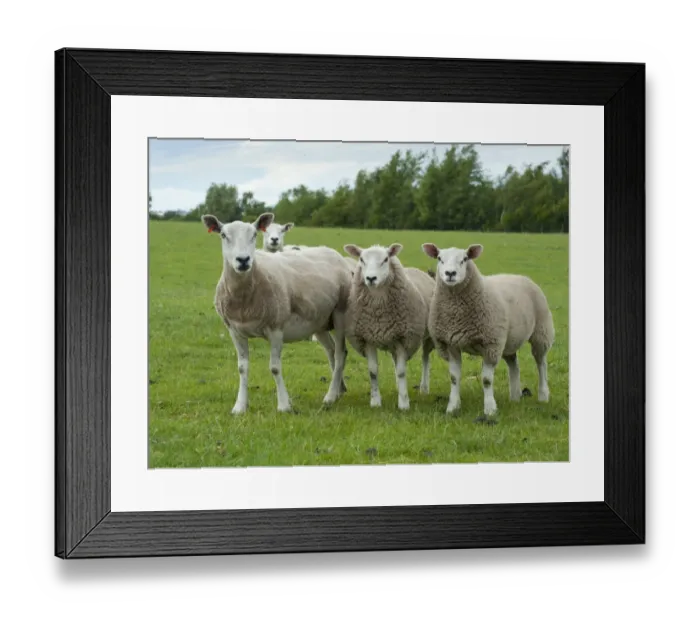 Framed Print : Domestic Sheep, Texel x Rouge ewes with Beltex sired lambs, standing in pasture, Bradford, West Yorkshire, England Framed Print : Domestic Sheep, Texel x Rouge ewes with Beltex sired lambs, standing in pasture, Bradford, West Yorkshire, England