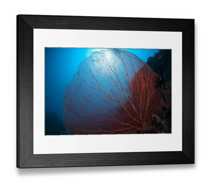 Framed Print : Red Sea-fan (Subergorgia mollis) on reef, Komba Island, Lesser Sunda Islands, Indonesia